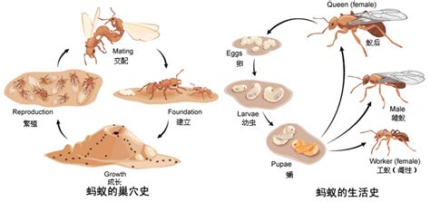 螞蟻一生